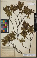 Foto von Salix lapponum L.